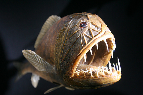 Fangtooth Balığı