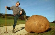 Dünyanın en büyük patateslerinden